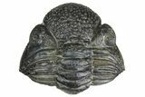 Perfectly Enrolled Drotops Trilobite - About Around #153956-3